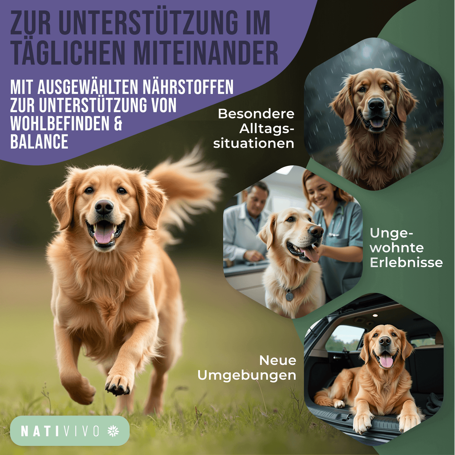 NatiVivo Premium Hunde K1 Relax Komplex – mit Baldrian, Hanfsamenöl & natürlichen Inhaltsstoffen - Unterstützt Ruhe, Gelassenheit & Ausgeglichenheit im Alltag