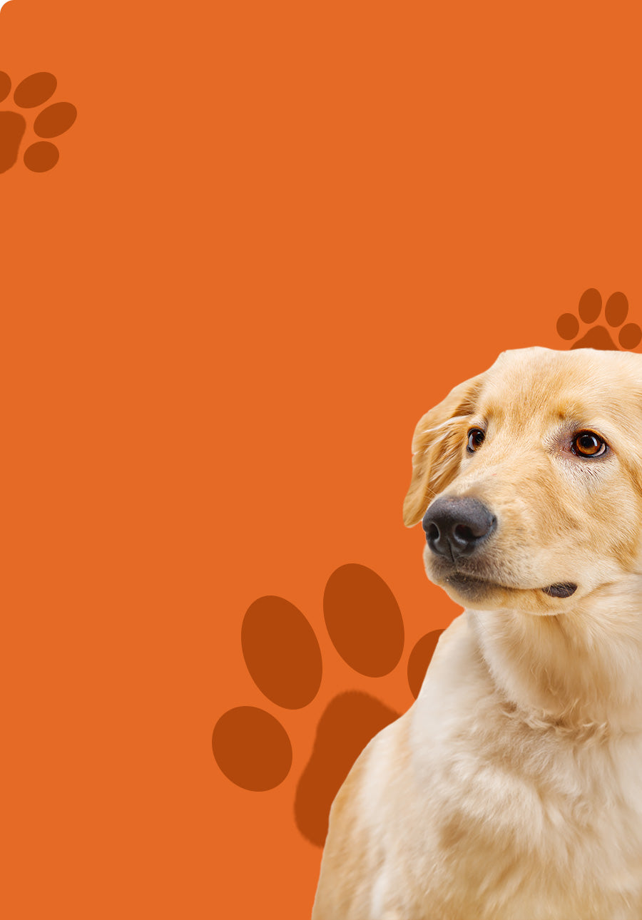 Hunde auf einem orangenen Hintergrund mit Pfoten abdrücken