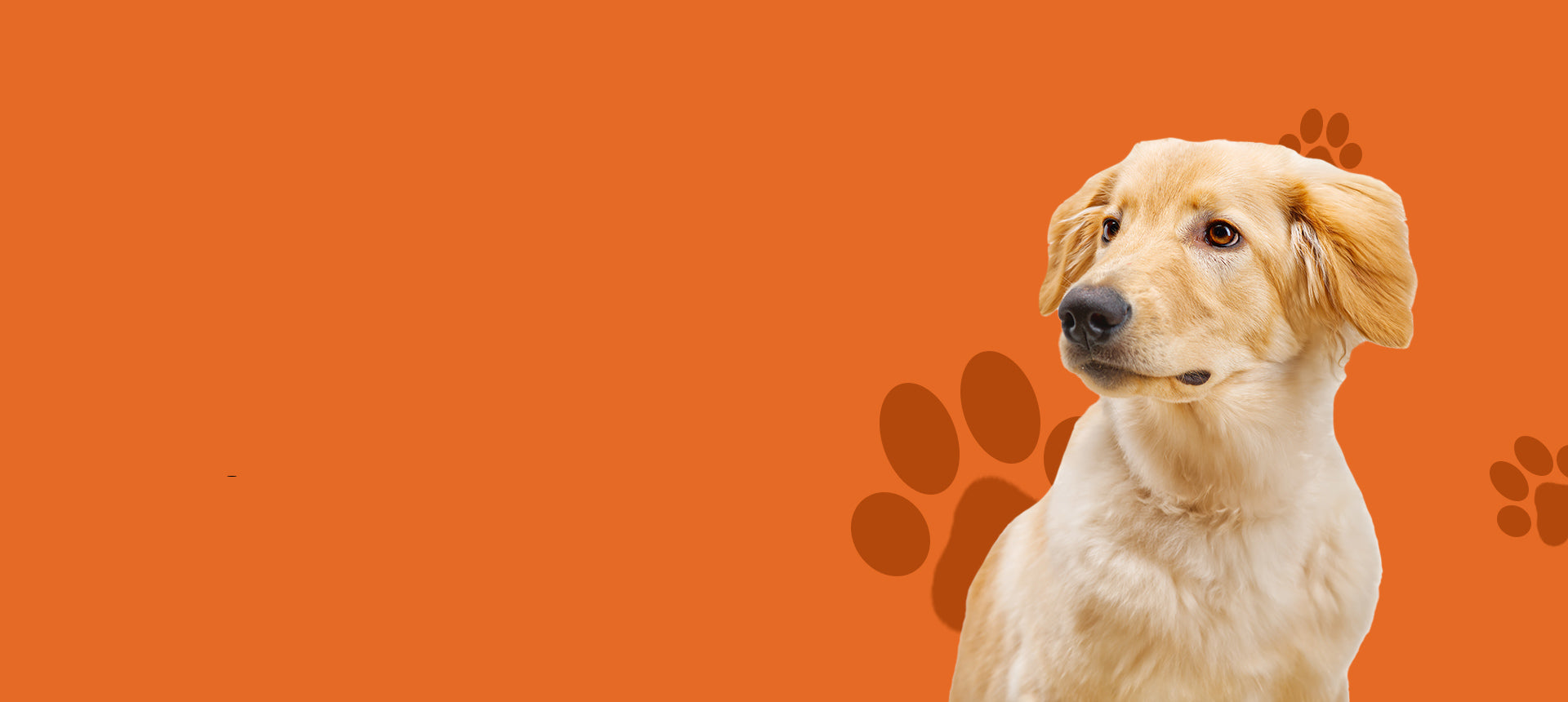 Hunde auf einem orangenen Hintergrund mit Pfoten abdrücken