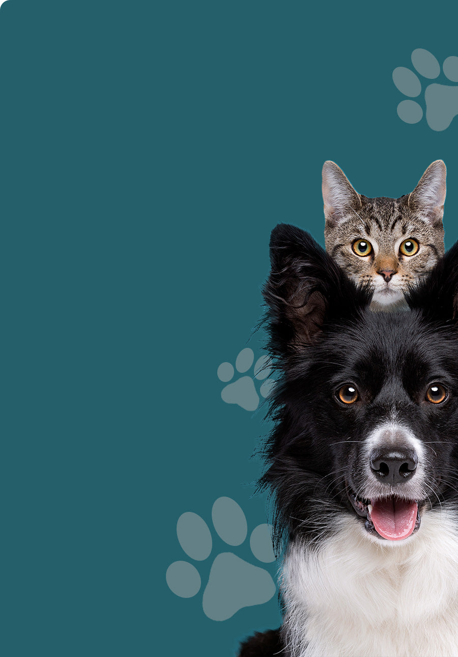 Ein Hund und eine Katze auf einem dunkelblauen Hintergrund mit Pfoten abdrücken