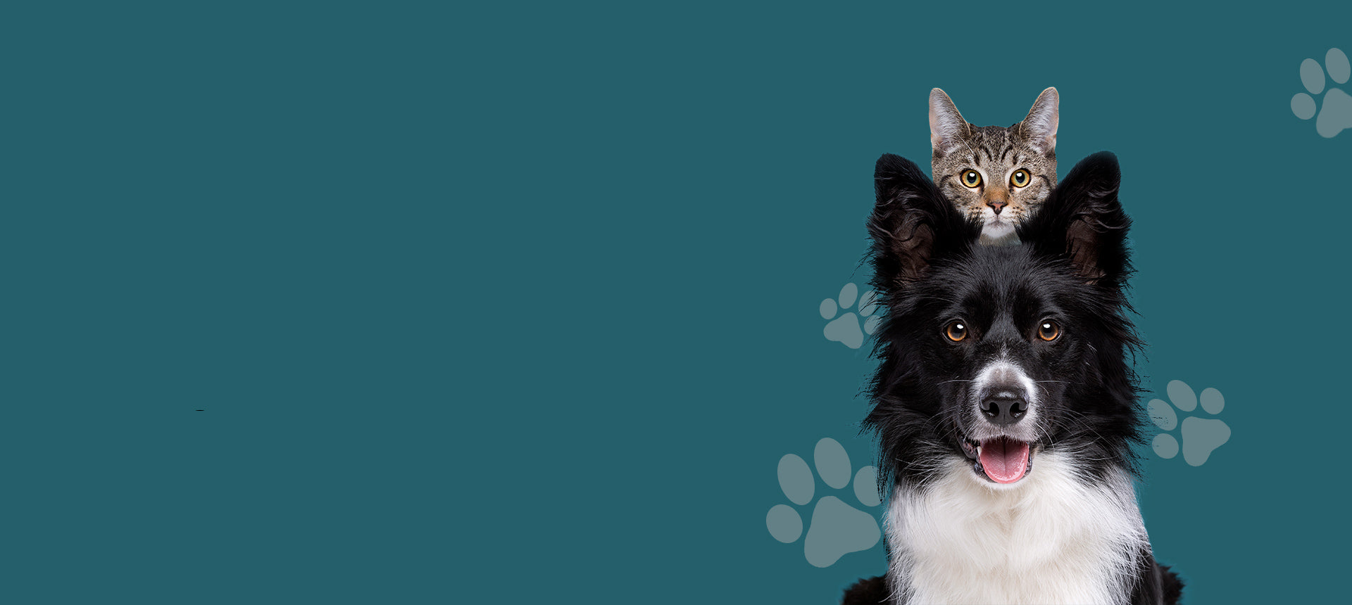 Ein Hund und eine Katze auf einem dunkelblauen Hintergrund mit Pfoten abdrücken