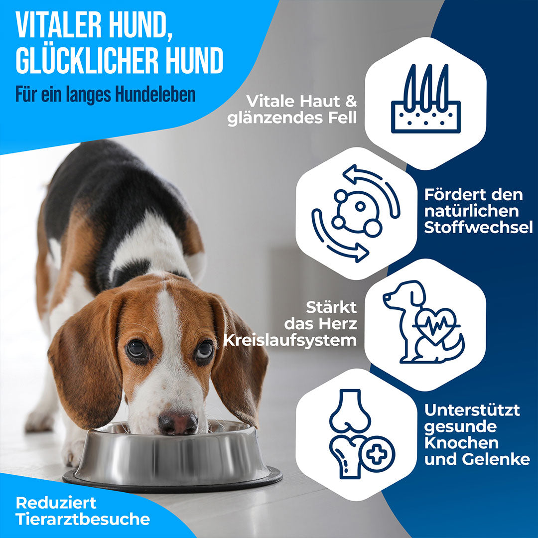 Premium Lachsöl für Hunde, Katzen & Pferde