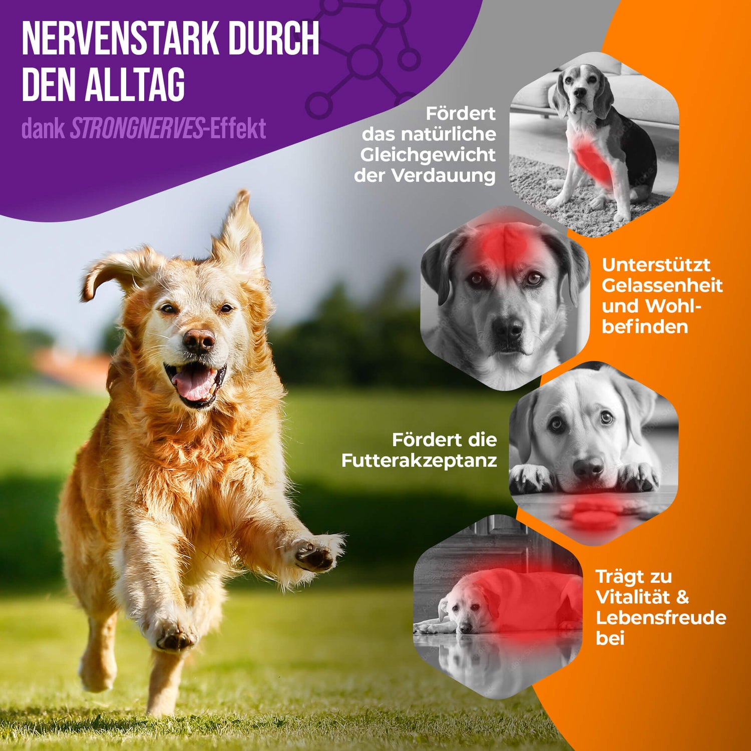 Premium Hunde K1 Vitamin B Komplex hochdosiert inklusive B12 und Folsäure.