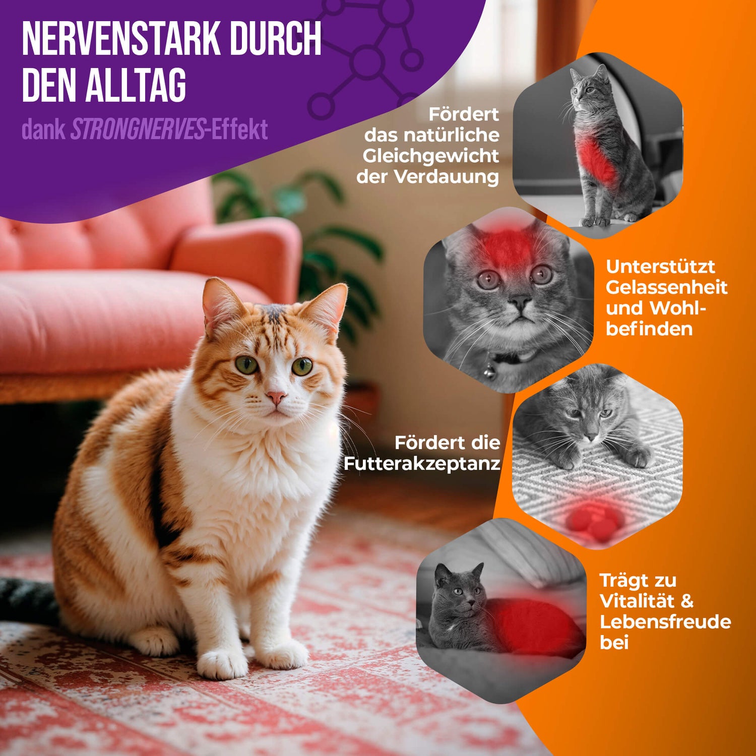 Premium Katzen K1 Vitamin B Komplex hochdosiert inklusive B12 und Folsäure