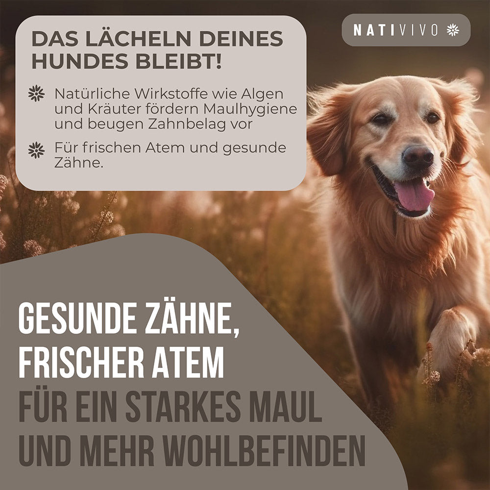 Gesunde Zähne Frischer Atem für ein starkes Maul und mehr Wohlbefinden